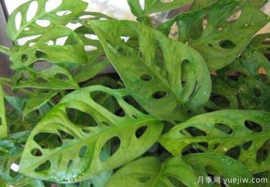 萬(wàn)年青種類及圖片大全，盤點(diǎn)做好看的六大種類(圖4)