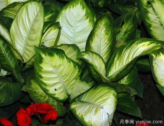 萬(wàn)年青種類及圖片大全，盤點(diǎn)做好看的六大種類(圖5)