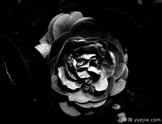 薔薇花的花語大全，細(xì)數(shù)薔薇花九大品種花語(圖7)