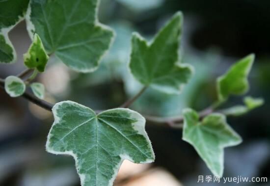 常春藤有哪些常見(jiàn)品種？常春藤品種圖片大全(圖4)