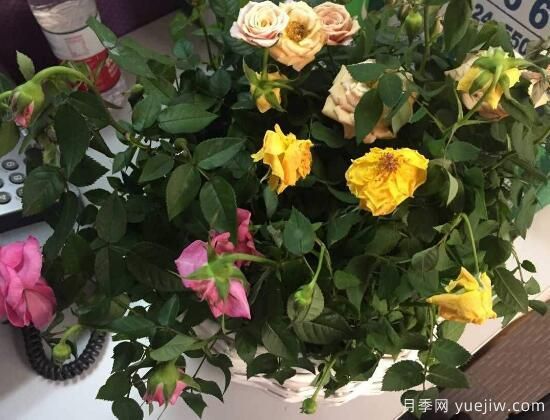 月季花焉了怎么辦？三個辦法讓它恢復(fù)生機(圖1)