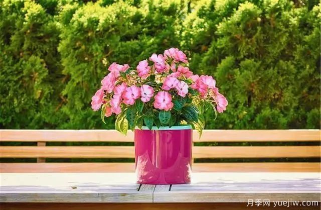 秋天不能修剪的七種花卉，容易剪掉花芽不開(kāi)花！(圖1)