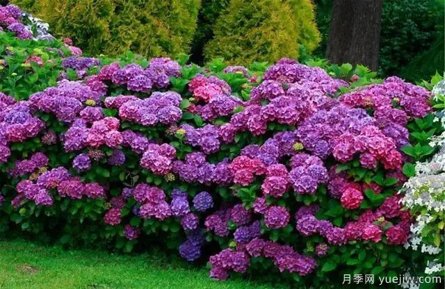秋天不能修剪的七種花卉，容易剪掉花芽不開(kāi)花！(圖2)