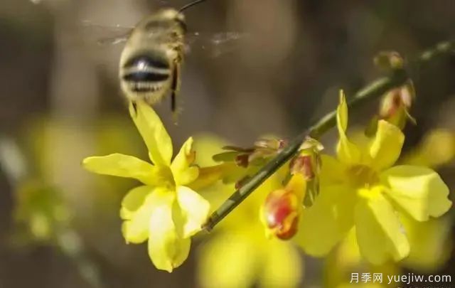 秋天不能修剪的七種花卉，容易剪掉花芽不開(kāi)花！(圖3)