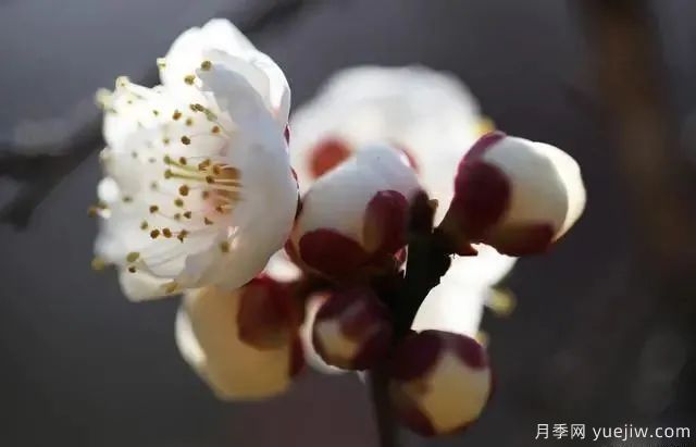 秋天不能修剪的七種花卉，容易剪掉花芽不開(kāi)花！(圖4)