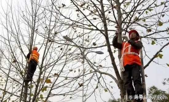 12月份園林養(yǎng)護(hù)如何做，才能給全年養(yǎng)護(hù)做個好結(jié)尾(圖2)