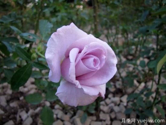 大花香水月季的養(yǎng)護(hù)方法，分享10種花香飄滿屋(圖3)