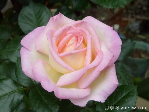 大花香水月季的養(yǎng)護(hù)方法，分享10種花香飄滿屋(圖2)