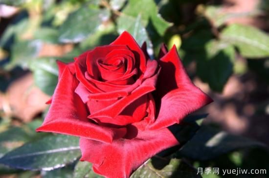 大花香水月季的養(yǎng)護(hù)方法，分享10種花香飄滿屋(圖4)