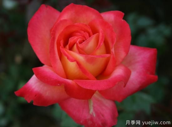 大花香水月季的養(yǎng)護(hù)方法，分享10種花香飄滿屋(圖6)
