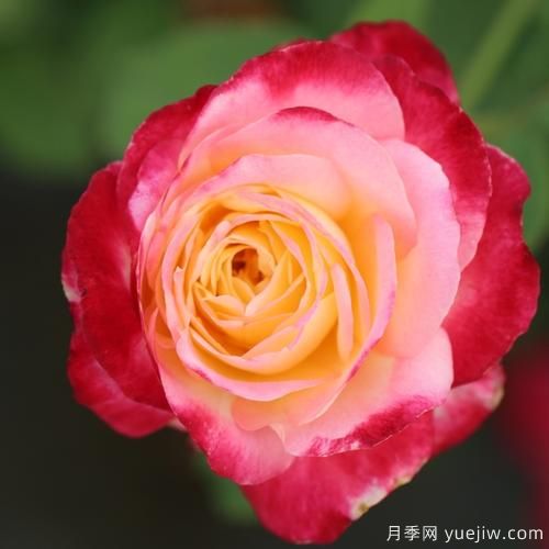 大花香水月季的養(yǎng)護(hù)方法，分享10種花香飄滿屋(圖5)