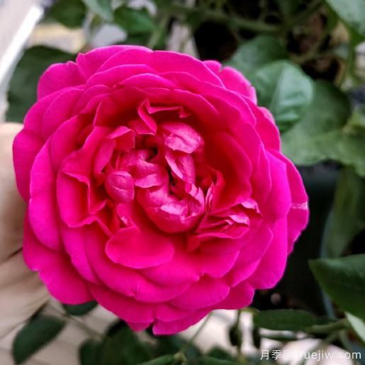 大花香水月季的養(yǎng)護(hù)方法，分享10種花香飄滿屋(圖7)