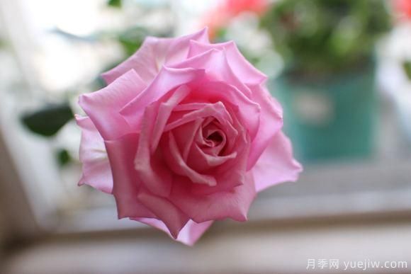 大花香水月季的養(yǎng)護(hù)方法，分享10種花香飄滿屋(圖10)