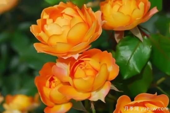 推薦8個勤花月季品種，輕松爆盆，***值得擁有(圖2)