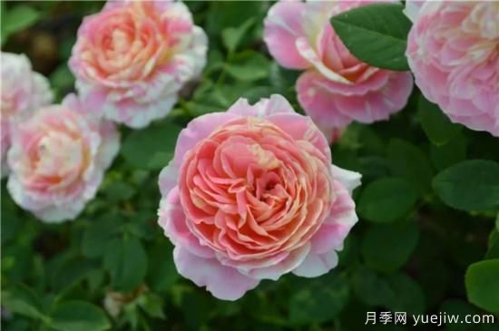 推薦8個勤花月季品種，輕松爆盆，***值得擁有(圖3)