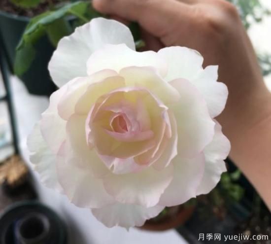 推薦8個勤花月季品種，輕松爆盆，***值得擁有(圖4)