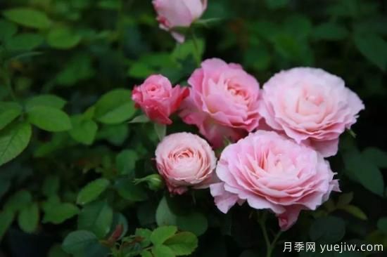 推薦8個勤花月季品種，輕松爆盆，***值得擁有(圖7)
