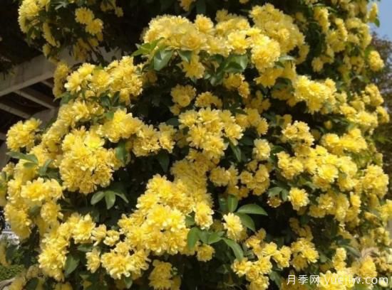 黃木香號稱開花勞模，耐寒耐熱養(yǎng)護簡單(圖3)