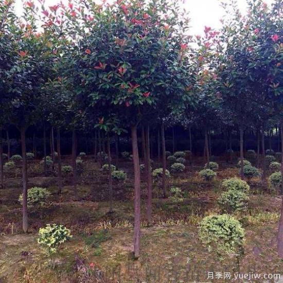 紅葉石楠樹受到創(chuàng)傷后如何消毒？(圖1)