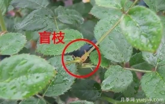 月季盲枝原因，月季盲枝解決方法(圖2)