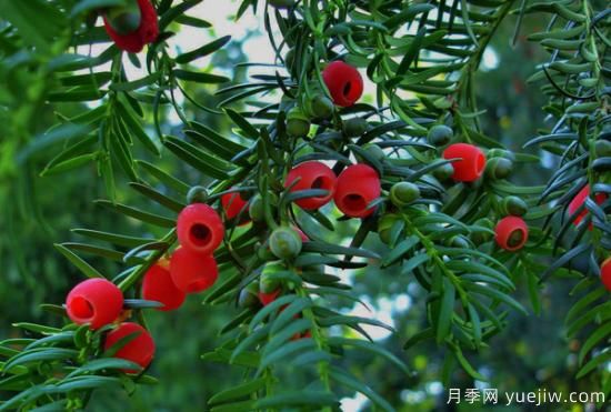 紅豆杉價(jià)格多少錢一棵？南陽紅豆杉樹苗價(jià)格(圖1)