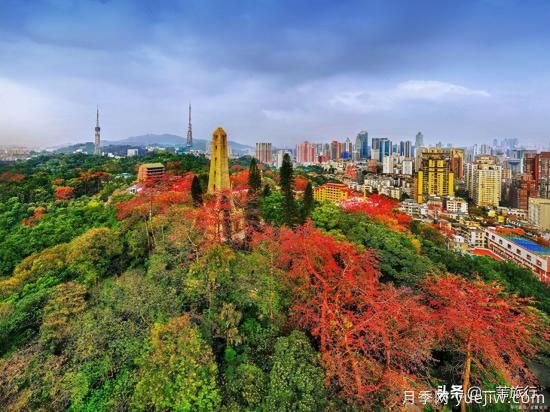 廣州常見花木，花城看花都看什么花(圖1)