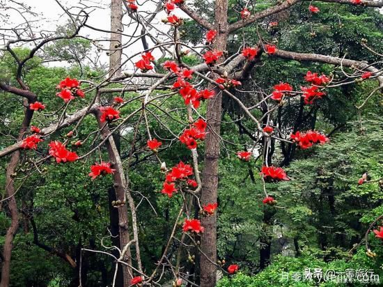 廣州常見花木，花城看花都看什么花(圖3)
