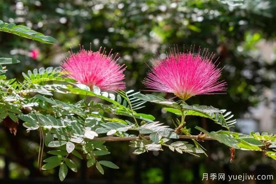 中國本土40個花卉品種介紹，我國是世界花園之母(圖33)