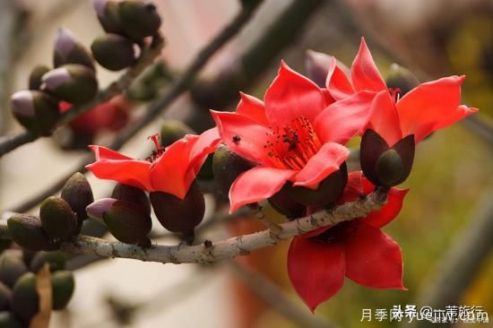 廣州常見花木，花城看花都看什么花(圖4)