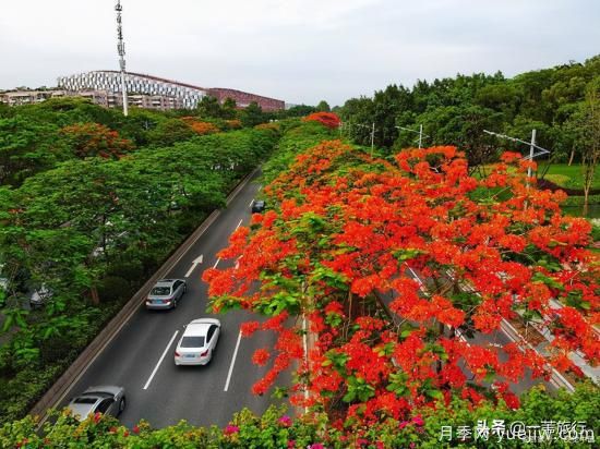 廣州常見花木，花城看花都看什么花(圖6)