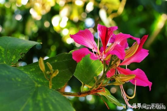廣州常見花木，花城看花都看什么花(圖7)