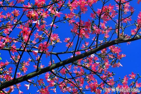 廣州常見花木，花城看花都看什么花(圖8)