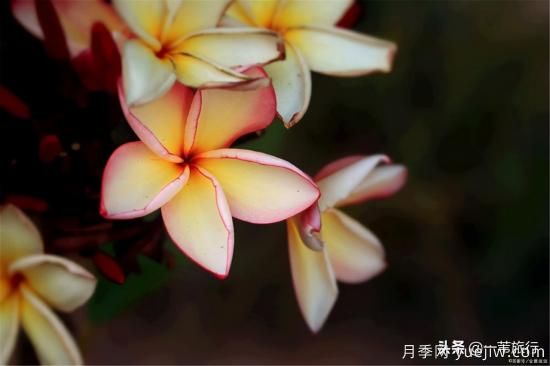 廣州常見花木，花城看花都看什么花(圖10)