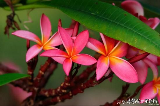 廣州常見花木，花城看花都看什么花(圖9)