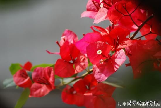 廣州常見花木，花城看花都看什么花(圖11)