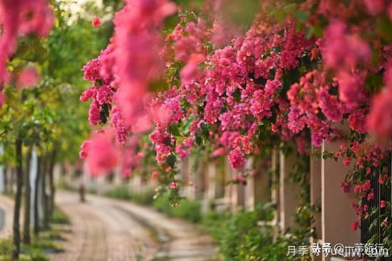 廣州常見花木，花城看花都看什么花(圖12)
