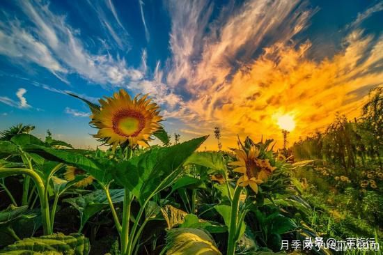 廣州常見花木，花城看花都看什么花(圖13)