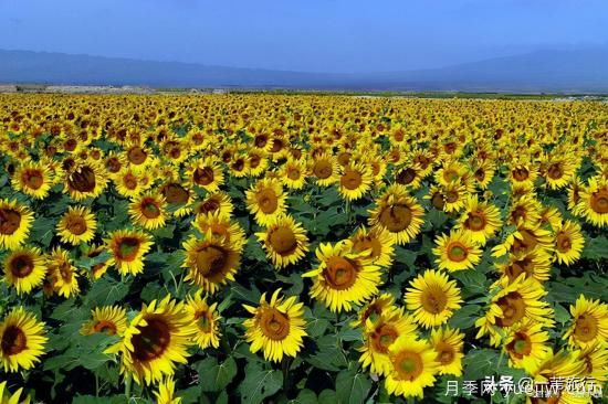 廣州常見花木，花城看花都看什么花(圖14)