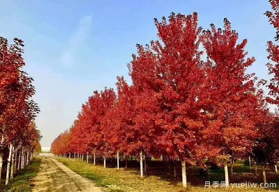 無花勝有花，這7種秋色葉樹種簡(jiǎn)直美炸天(圖1)