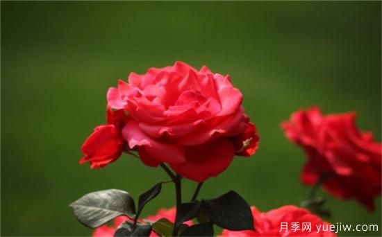 熱門10種月季，開成花海開成瀑布開花不斷(圖1)