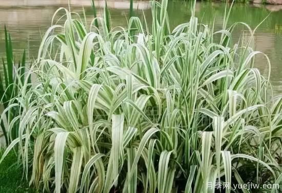 花有花鏡，草有草境！這么美的觀賞草你了解多少(圖14)