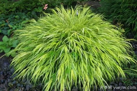 花有花鏡，草有草境！這么美的觀賞草你了解多少(圖22)