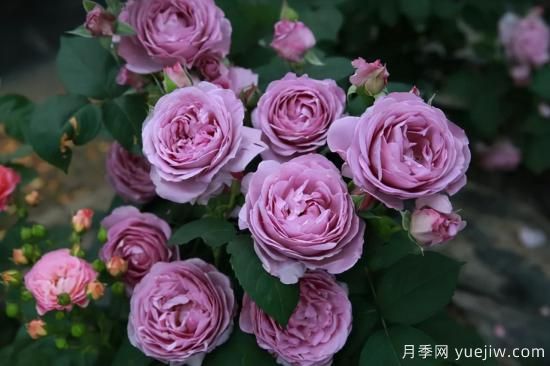 推薦適合陽(yáng)臺(tái)的11種月季，漂亮好養(yǎng)四季開(kāi)花(圖7)