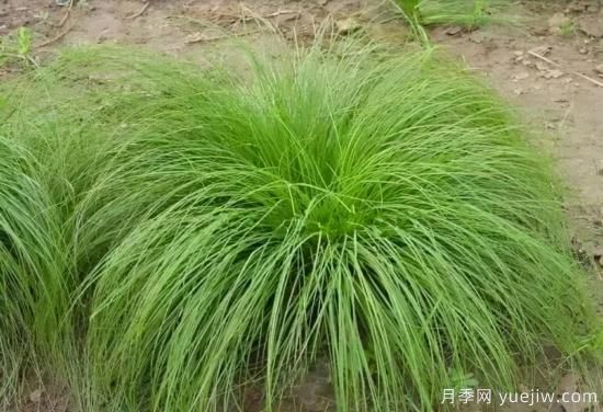 花有花鏡，草有草境！這么美的觀賞草你了解多少(圖26)