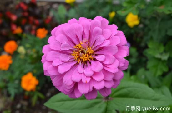 100種常見花卉的栽培大全，送給愛養(yǎng)花的你(圖2)
