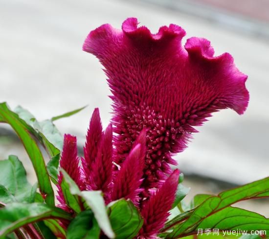 100種常見花卉的栽培大全，送給愛養(yǎng)花的你(圖4)