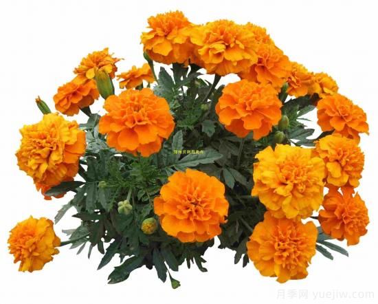 100種常見花卉的栽培大全，送給愛養(yǎng)花的你(圖5)