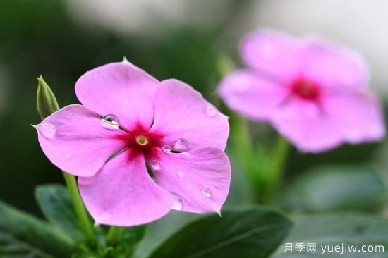 100種常見花卉的栽培大全，送給愛養(yǎng)花的你(圖9)