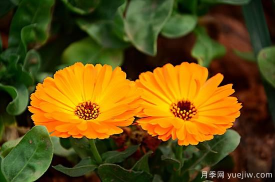 100種常見花卉的栽培大全，送給愛養(yǎng)花的你(圖10)