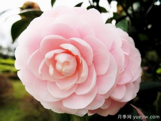 100種常見花卉的栽培大全，送給愛養(yǎng)花的你(圖11)